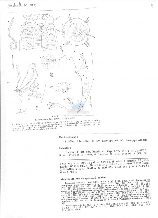 Paracanthonchus latens