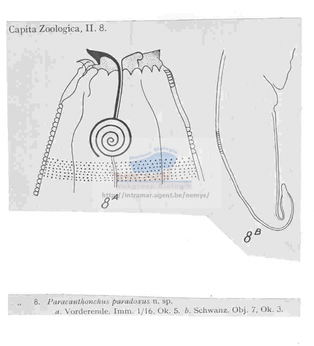 Paracanthonchus paradoxus