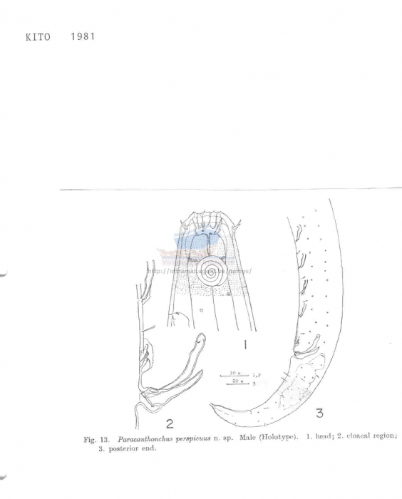 Paracanthonchus perspicuus