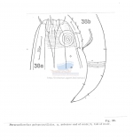 Paracanthonchus quinquepapillatus