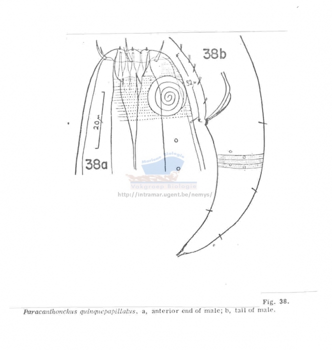 Paracanthonchus quinquepapillatus