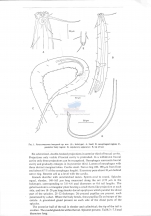 Paracomesoma inaequale