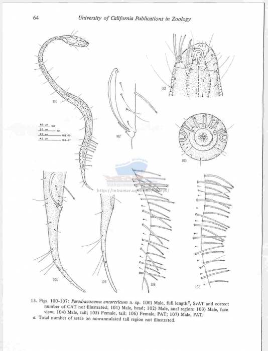 Paradraconema antarcticum