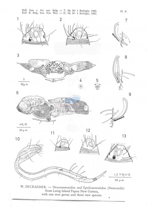 Paradraconema floridense