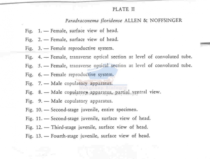 Paradraconema floridense