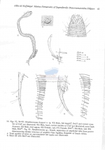 Paradraconema hopperi