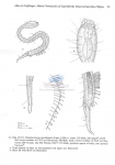 Nematode file-library of the Marine Biology Section (Ghent University, Belgium)