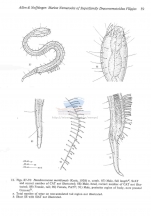 Paradraconema meridionale