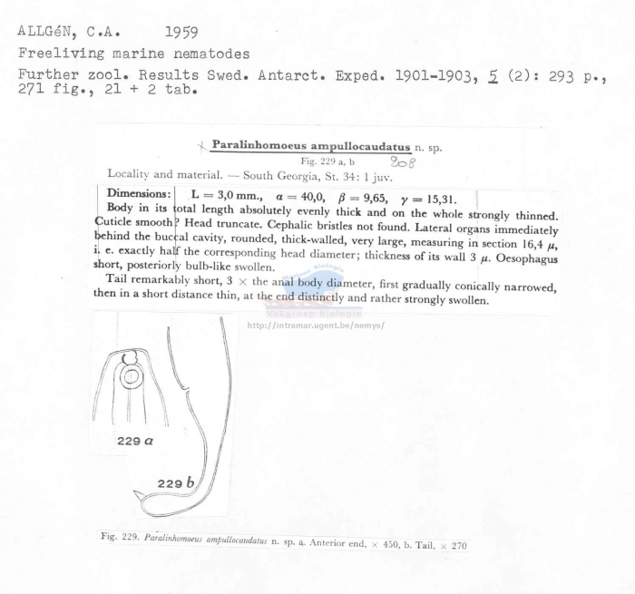 Paralinhomoeus ampullocaudatus