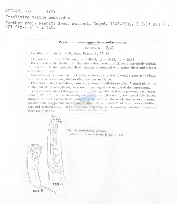 Paralinhomoeus appendixocaudatus