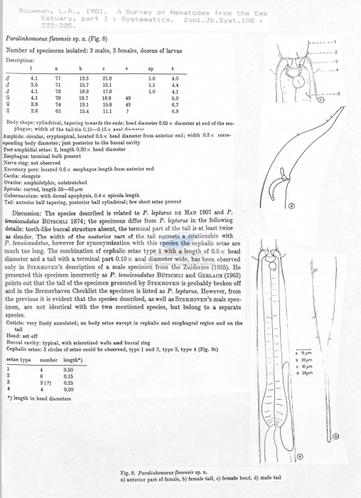 Paralinhomoeus flevensis