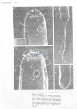 Paralinhomoeus gerlachi