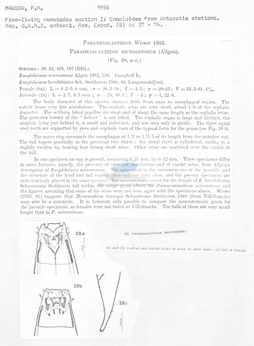 Paramesacanthion microsetosum