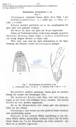 Paramesacanthion microsetosum