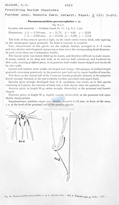 Paramesacanthion paroxycephalum