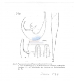 Paramonhystera breviseta