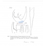 Paramonhystera breviseta