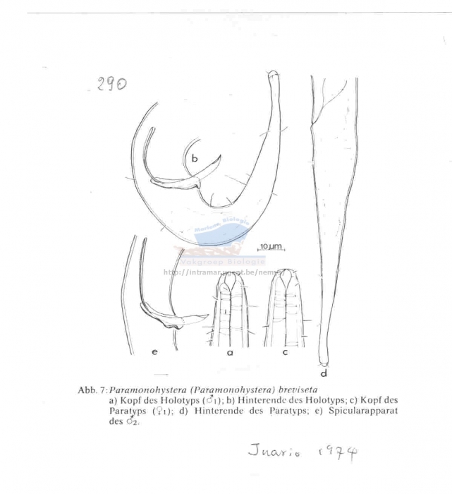 Paramonhystera breviseta