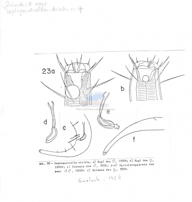 Paramonhystera stricta