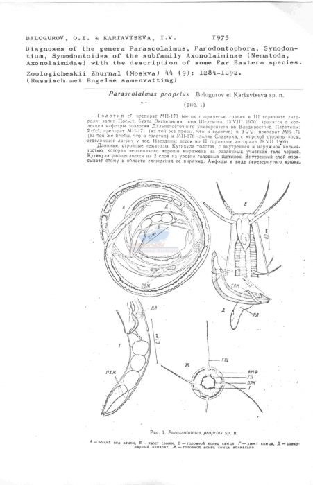 Parascolaimus proprius