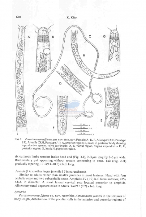 Parastomonema fijiensi