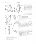 Pelagonemella javaense