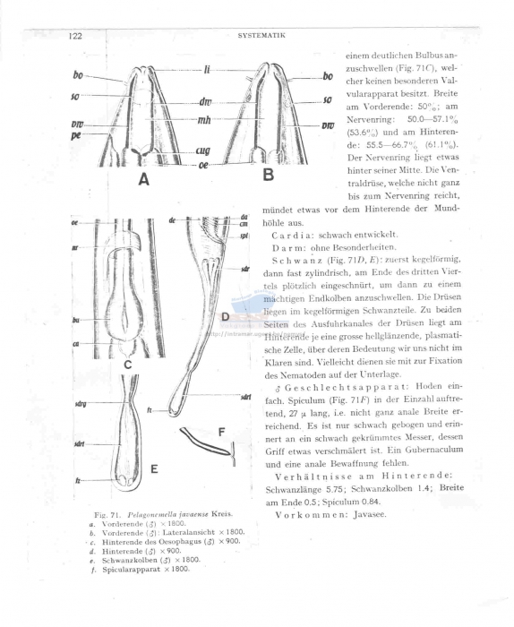 Pelagonemella javaense