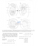Nematode file-library of the Marine Biology Section (Ghent University, Belgium)