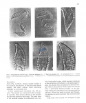 Nematode file-library of the Marine Biology Section (Ghent University, Belgium)