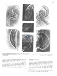 Nematode file-library of the Marine Biology Section (Ghent University, Belgium)
