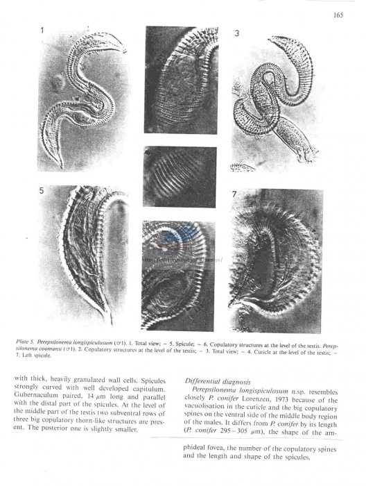 Perepsilonema kellyae