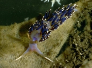 Facelina auriculata (O F Mler, 1776 )