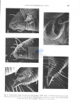 Nematode file-library of the Marine Biology Section (Ghent University, Belgium)