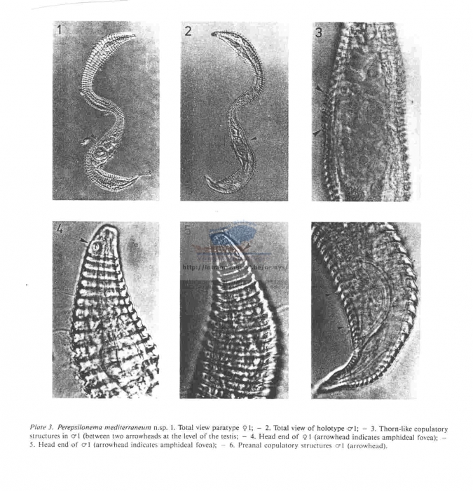 Perepsilonema mediterraneum