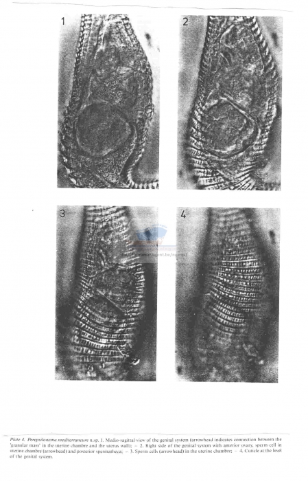 Perepsilonema mediterraneum