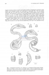 Nematode file-library of the Marine Biology Section (Ghent University, Belgium)