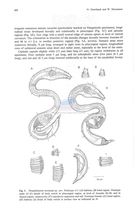 Perepsilonema moineaui