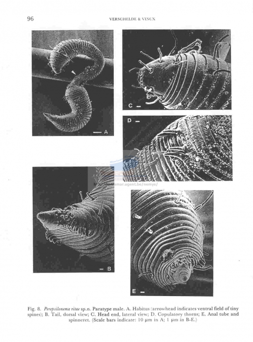 Perepsilonema ritae