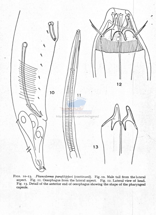 Phanoderma parafilipjevi