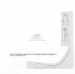Nematode file-library of the Marine Biology Section (Ghent University, Belgium)