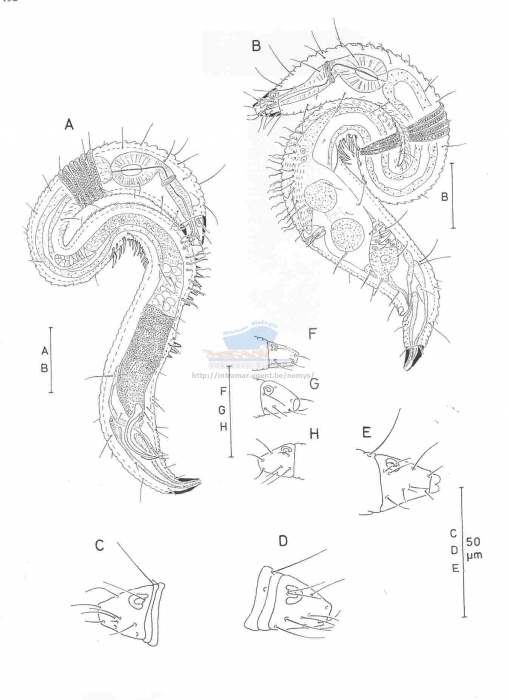 Polkepsilonema mombasae