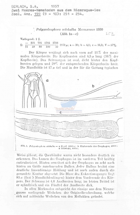 Polygastrophora octobulba