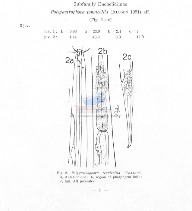 Polygastrophora tenuicollis