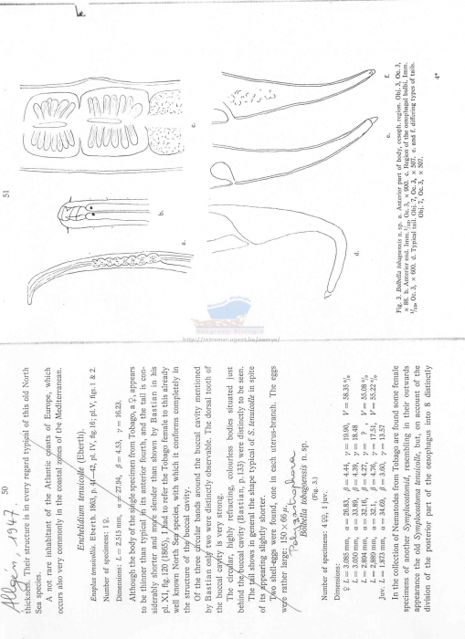 Polygastrophora tobagoensis