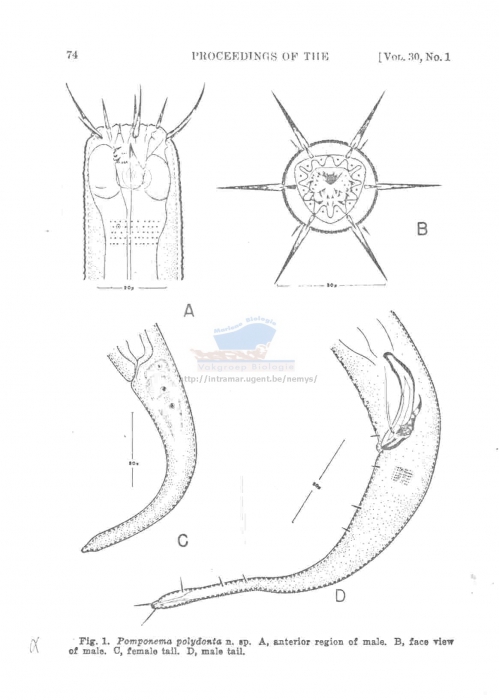 Pomponema polydonta