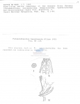 Nematode file-library of the Marine Biology Section (Ghent University, Belgium)