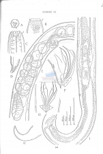 Paracanthonchus longispiculum