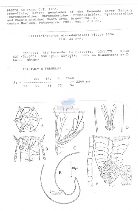 Paracanthonchus longispiculum