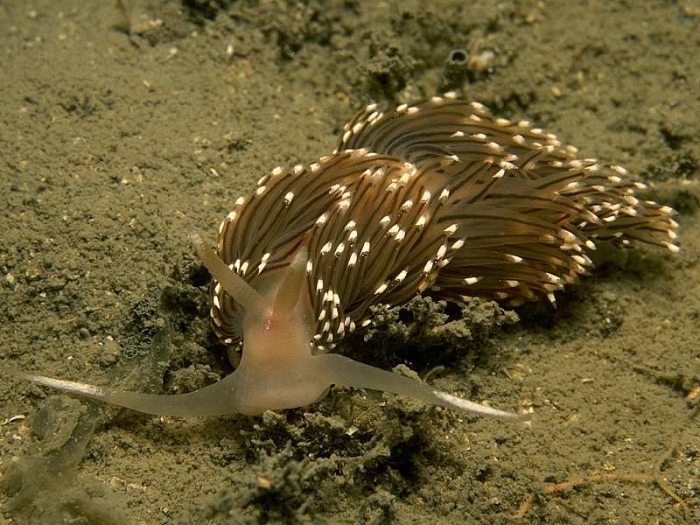 Facelina bostoniensis (Couthouy, 1838) Facelina bostoniensis (Couthouy, 1838)