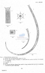 Nematode file-library of the Marine Biology Section (Ghent University, Belgium)
